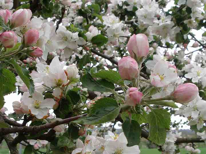 C'est le printemps !